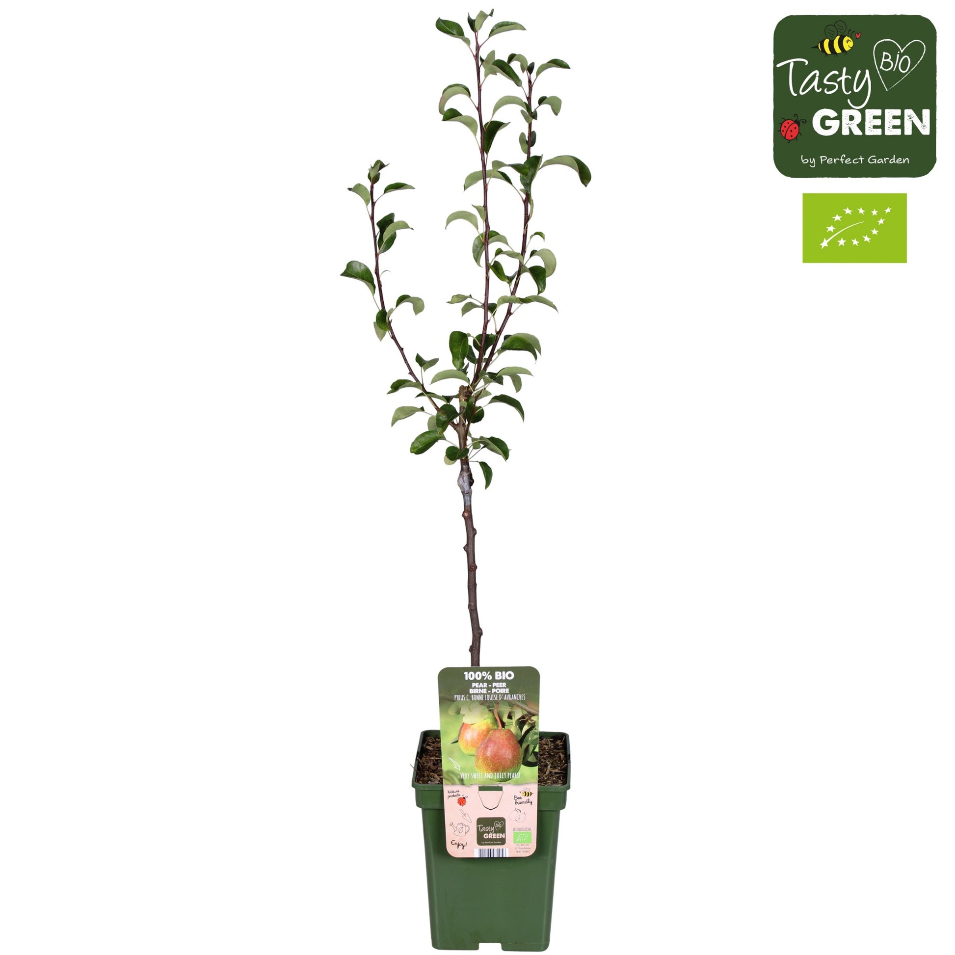 Pyrus B. Louise d'Avranches low 100cm 23cm Pot