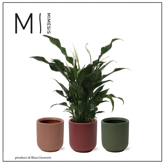 Spathiphyllum Sweet Curiosa 50cm 13cm Pot
