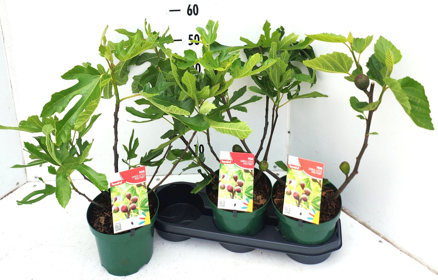 Ficus carica ("Fig")  Little Miss Figgy 50cm 19cm Pot