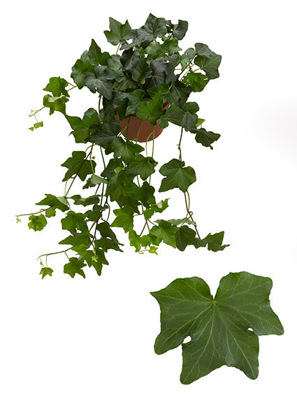 Hedera helix Brigitte 13cm Pot