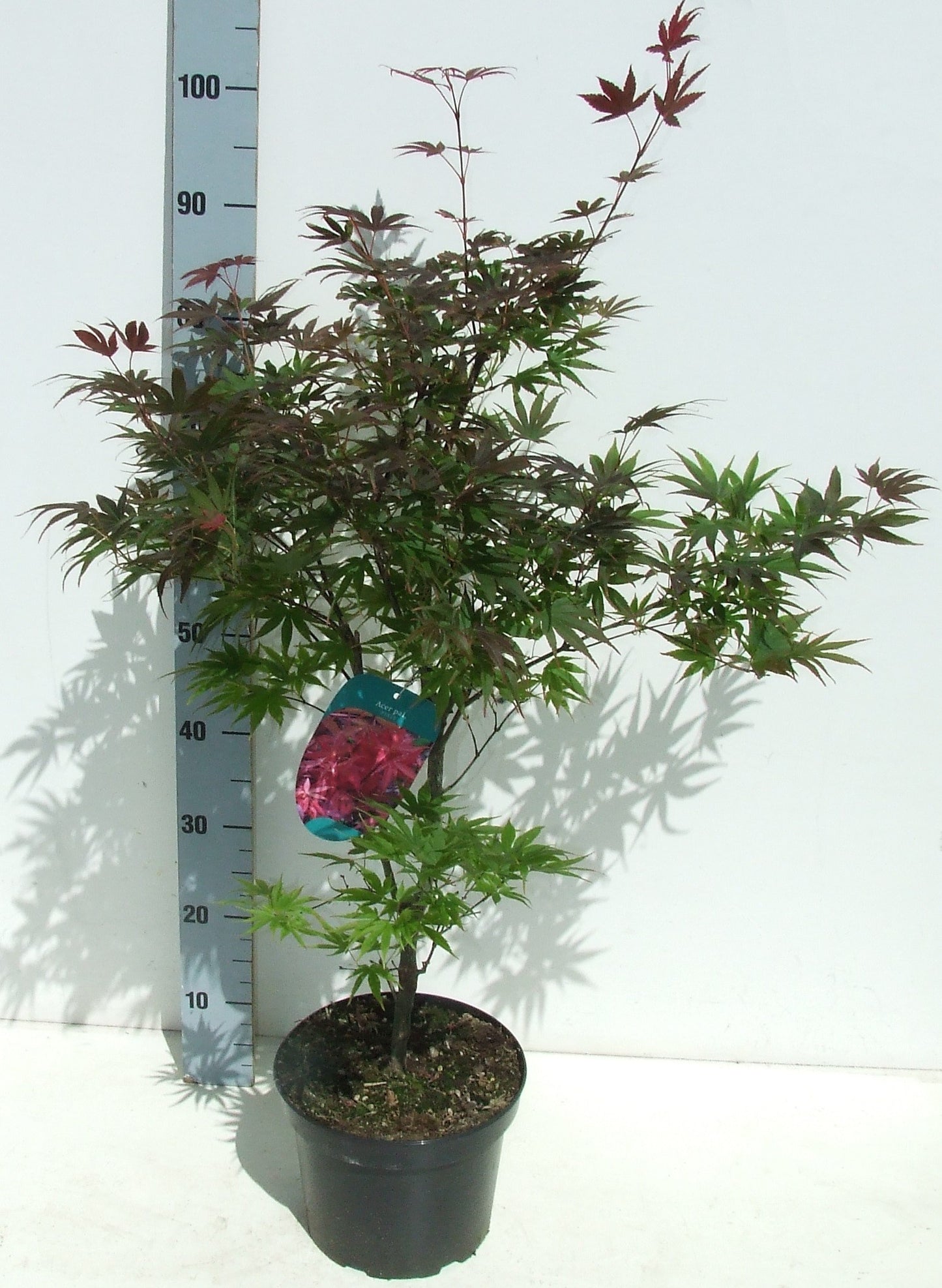 Acer palmatum Pixie 50cm 23cm Pot