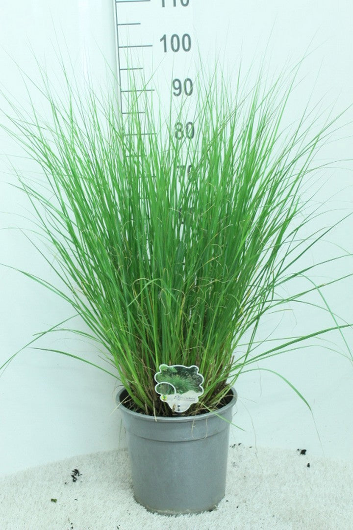 Pennisetum Hameln 100cm 29cm Pot