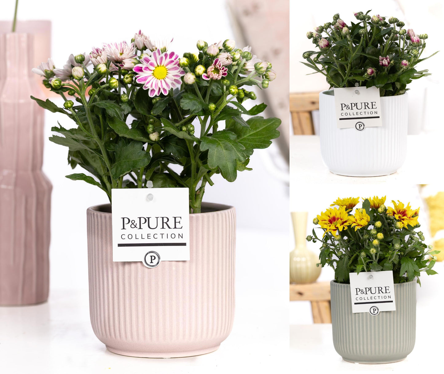 Chrysanthemum bicolour mix 25cm 12cm Pot
