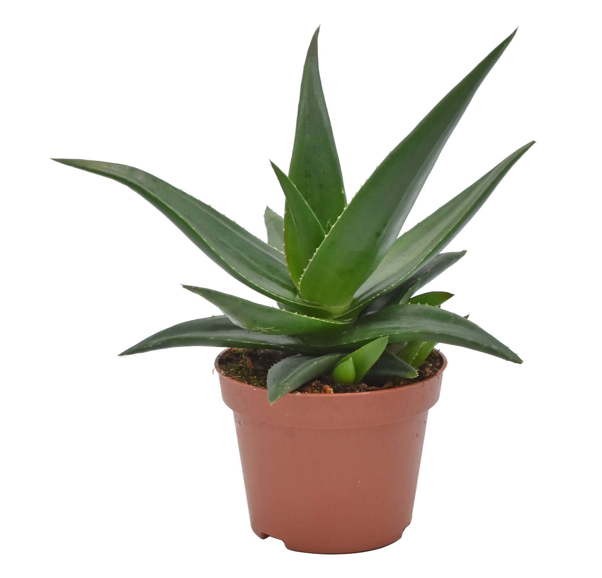 Haworthia West Jogoo 17cm 10.5cm Pot