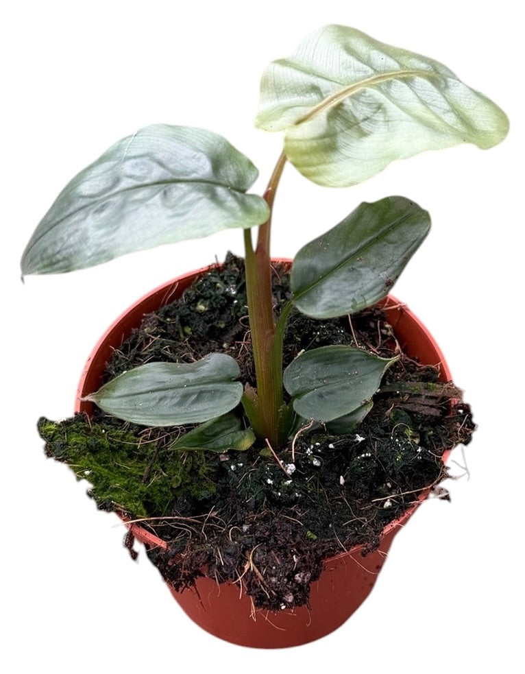 Alpina Rugosa 12cm 8cm Pot