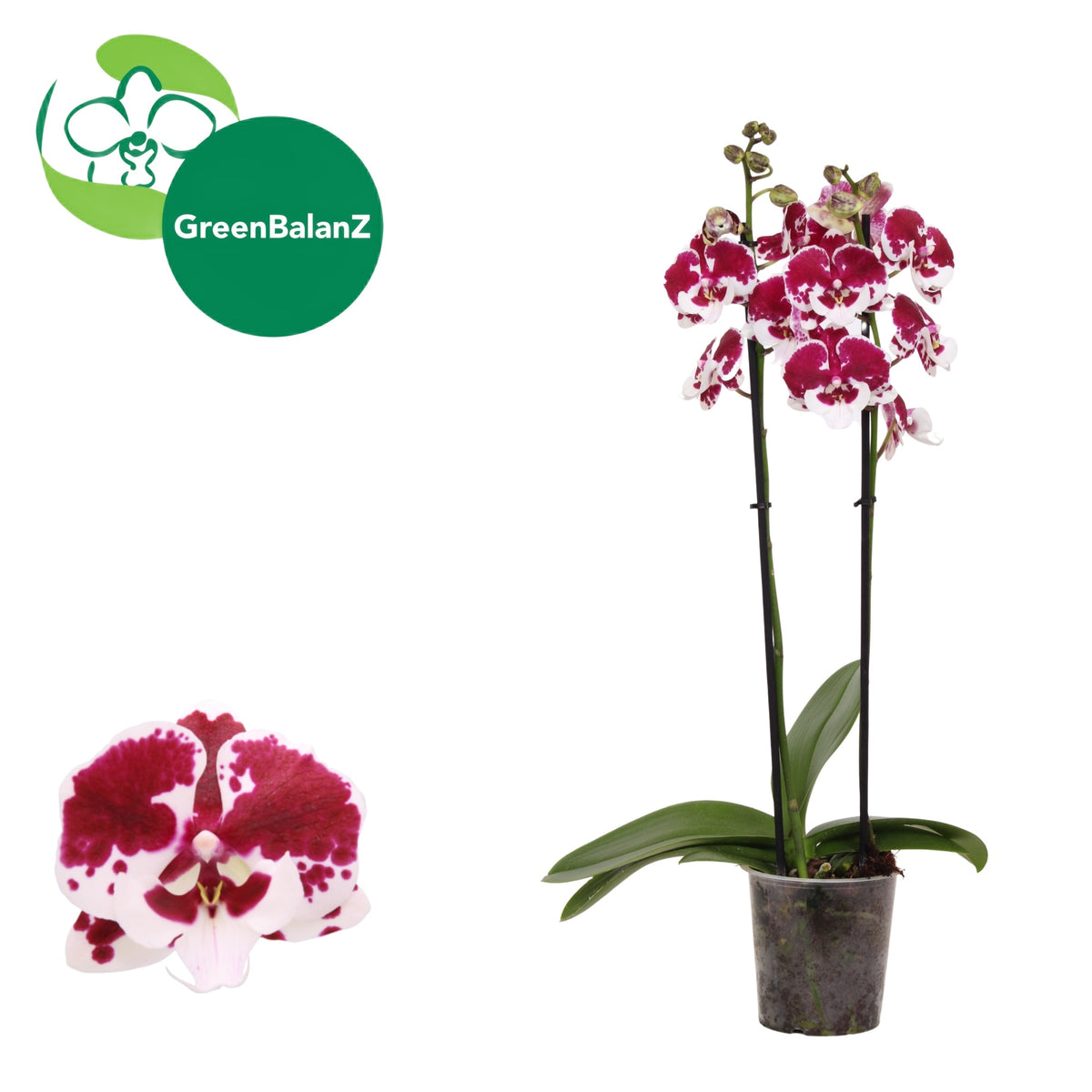 Phalaenopsis Untold Stories 55cm 12cm Pot