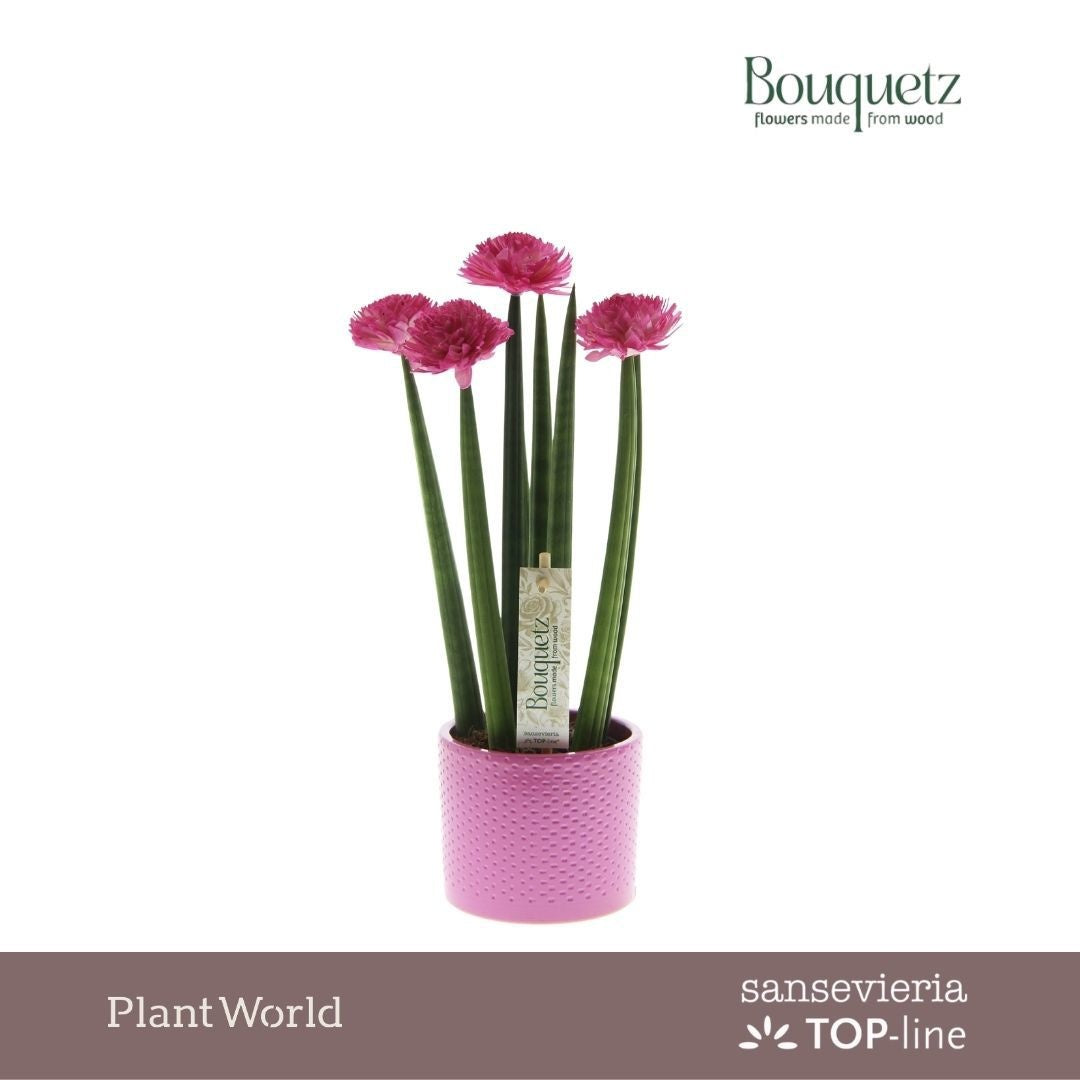 Sansevieria TOP-line Bouquetz 35cm 8.5cm Pot