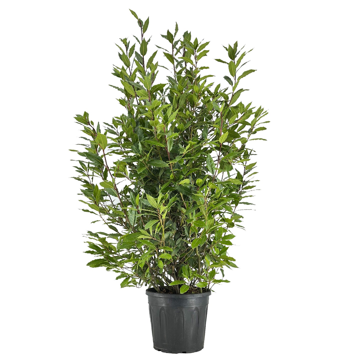 Laurus nobilis 160cm 30cm Pot