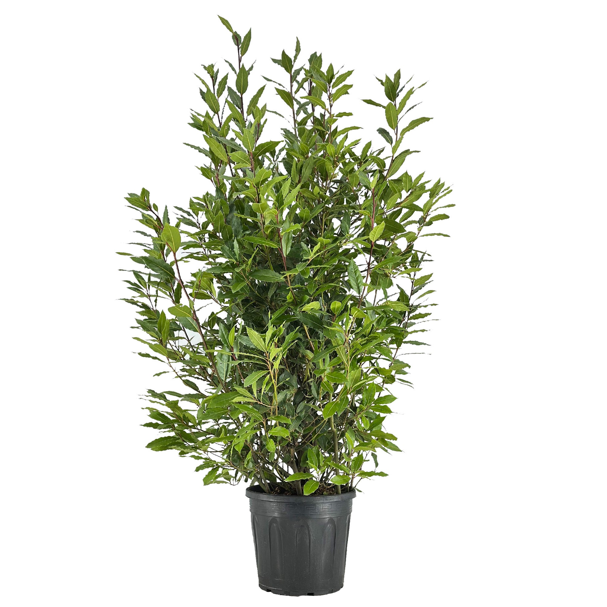 Laurus nobilis 160cm 30cm Pot