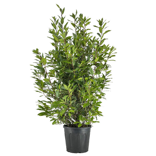 Laurus nobilis 160cm 30cm Pot