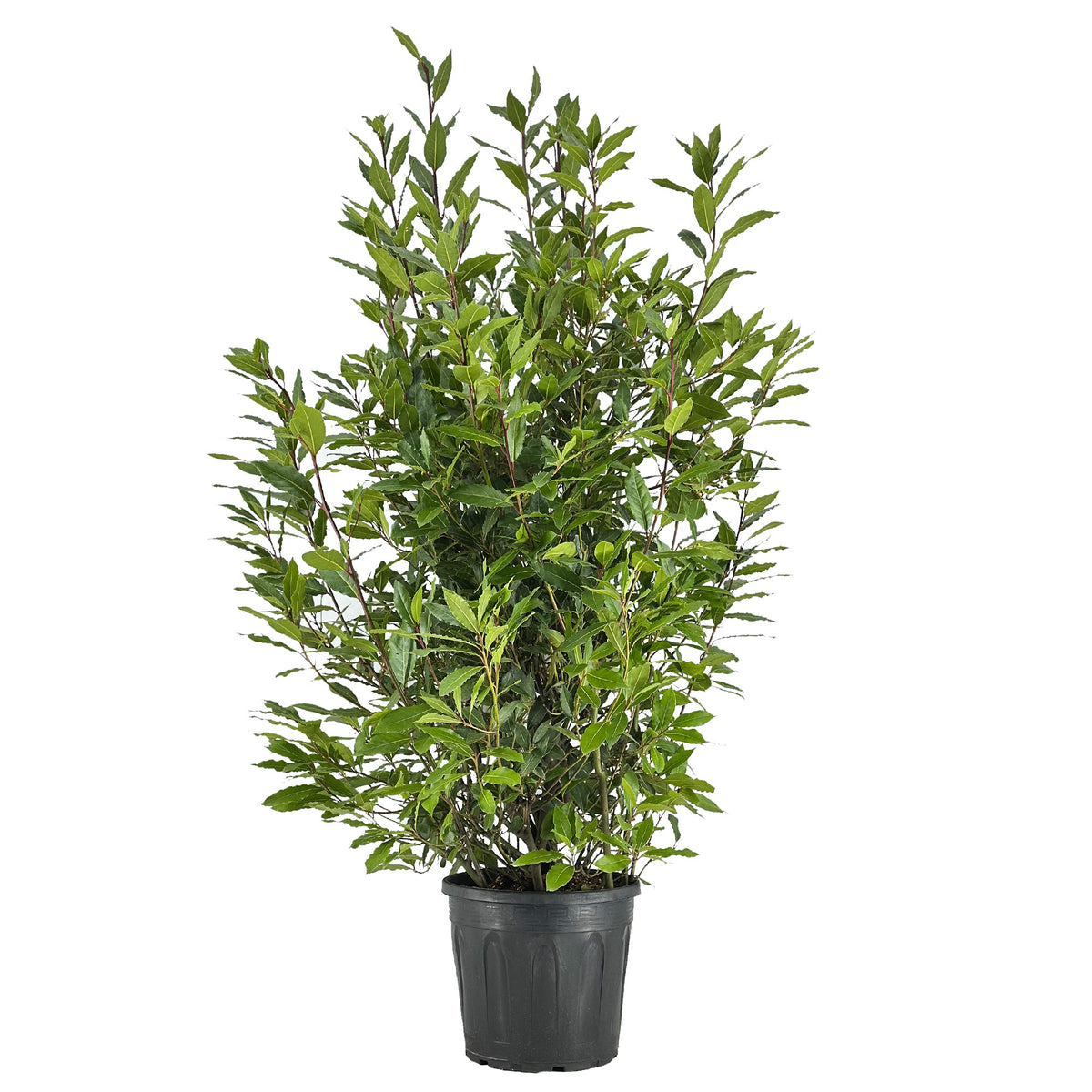 Laurus nobilis 160cm 30cm Pot