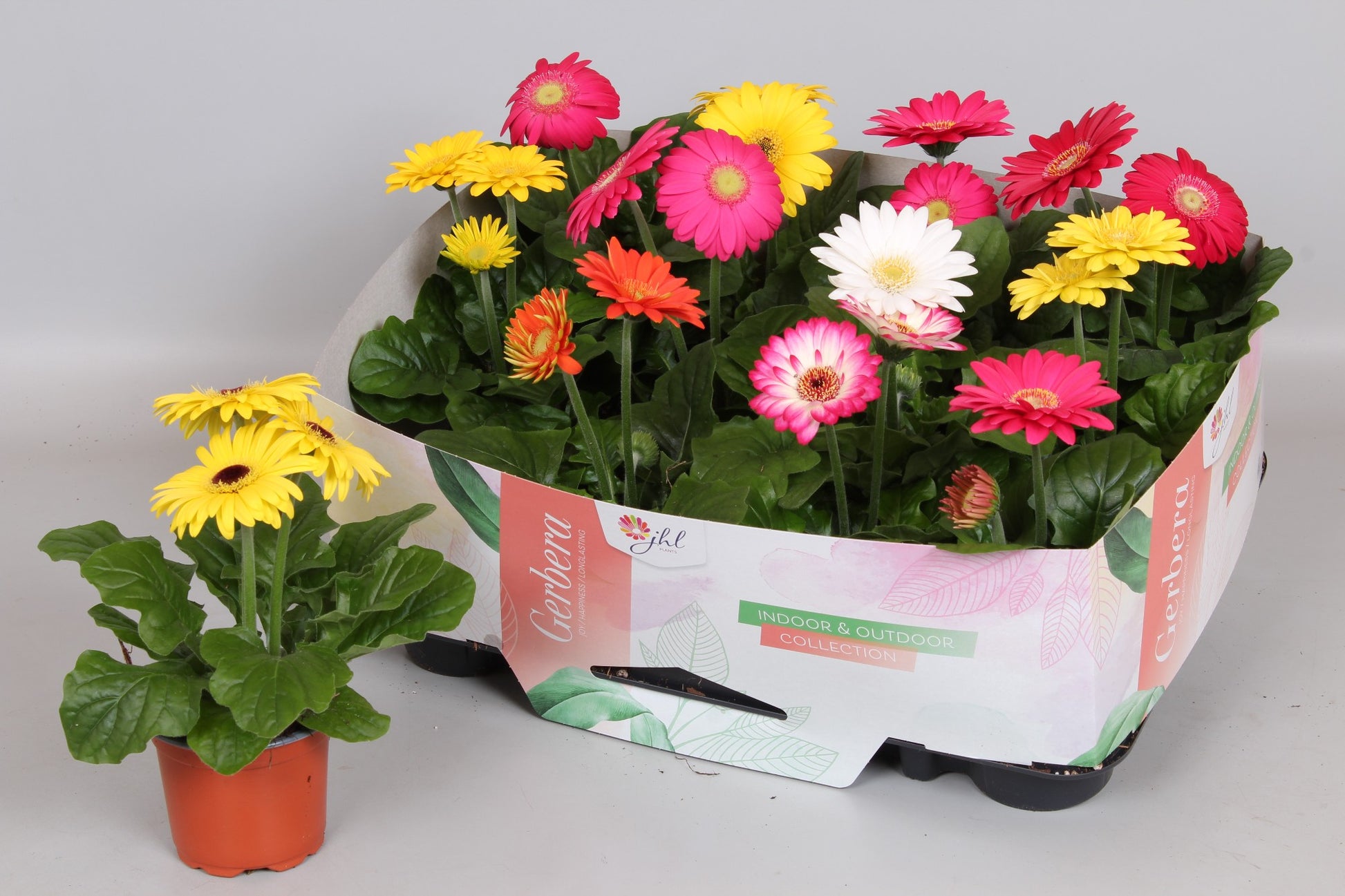 Gerbera Open Air mix 25cm 9cm Pot