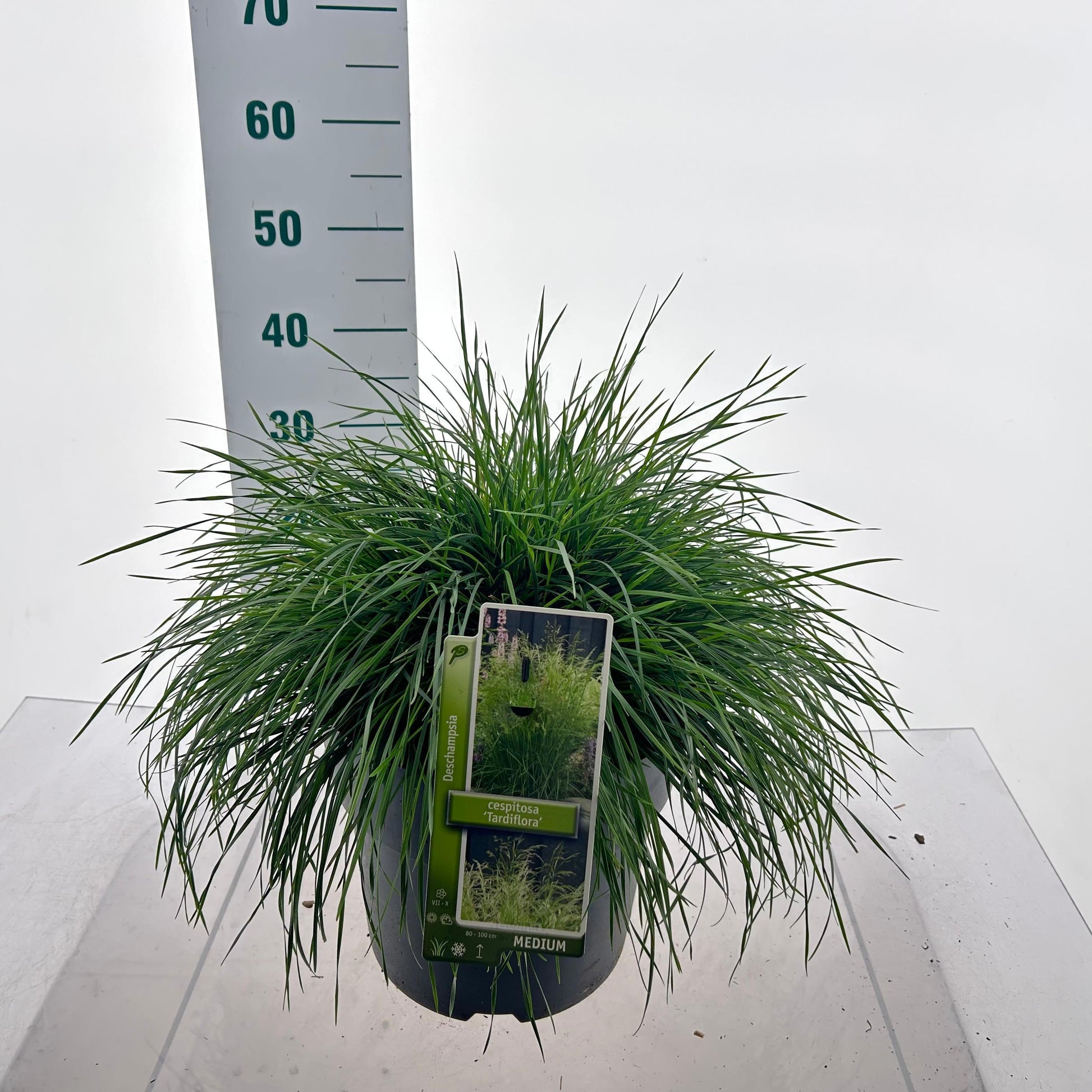 Deschampsia cespitosa 40cm 29cm Pot