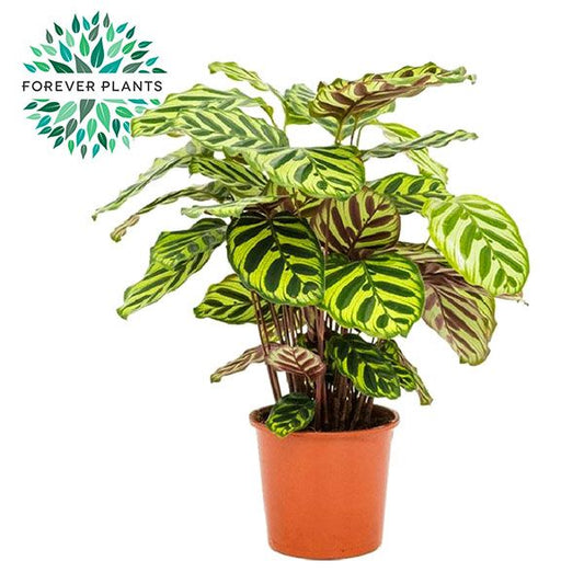 Calathea makoyana 50cm 17cm Pot