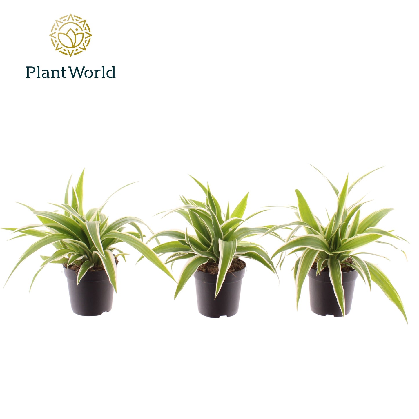 Chlorophytum Ocean 15cm 7cm Pot