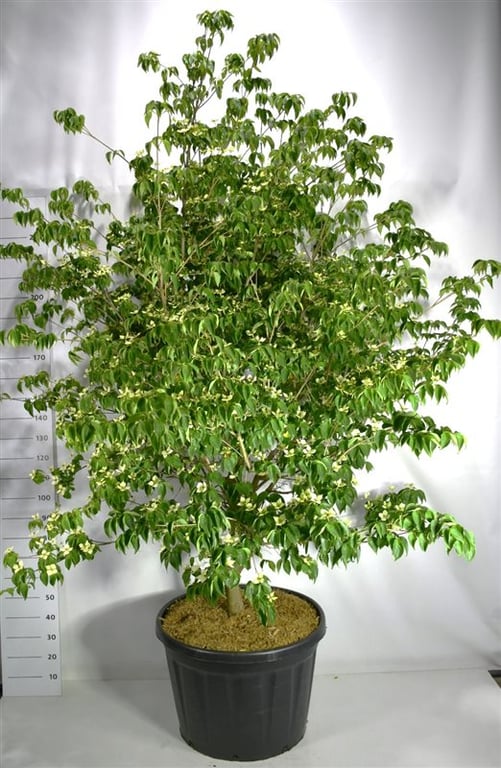 Bloemenkampen BV, Hkw. de Cornus kousa Watermelon Sugar Pack of 1