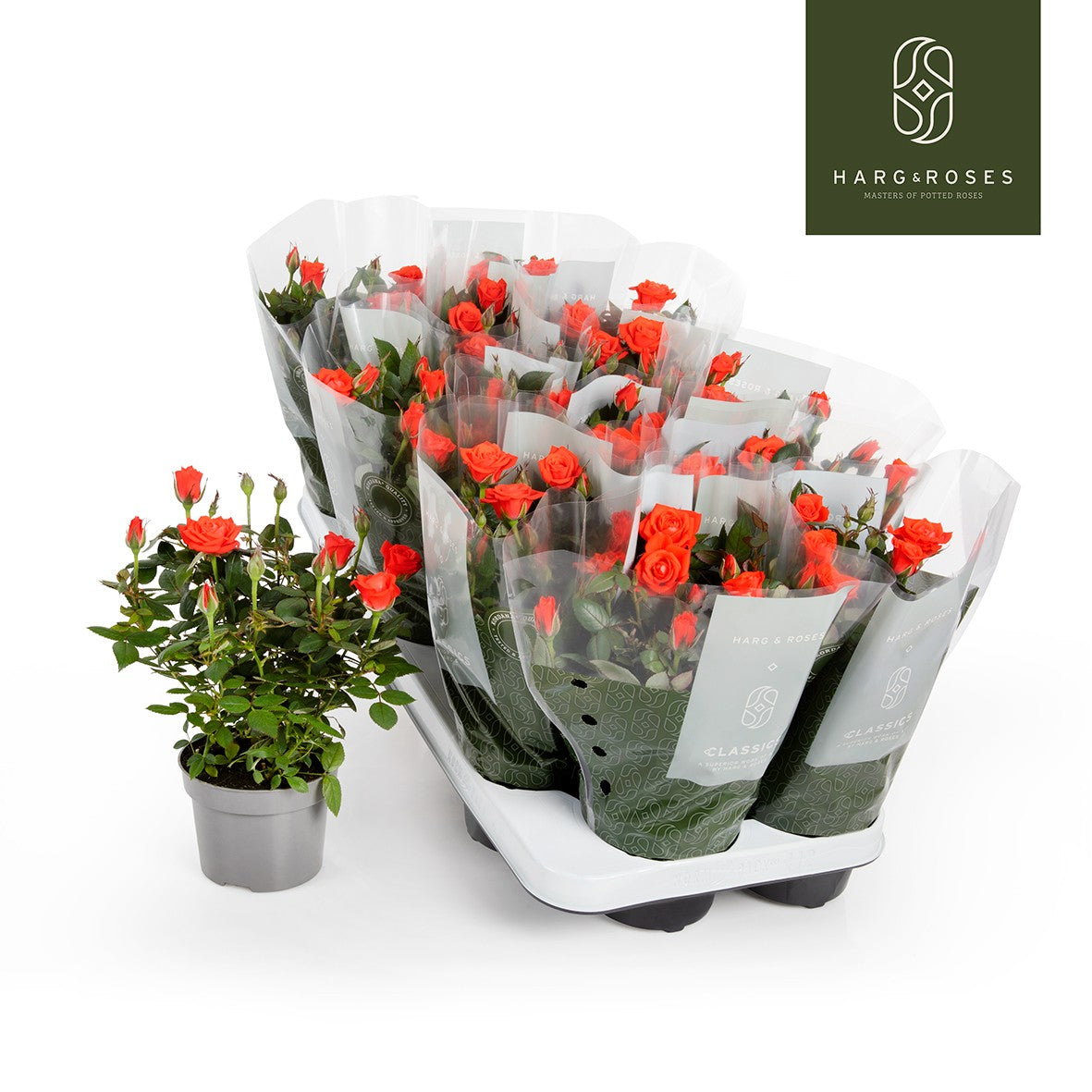 Harg BV, Leo van der Rosa Kordana Calibra Pack of 12