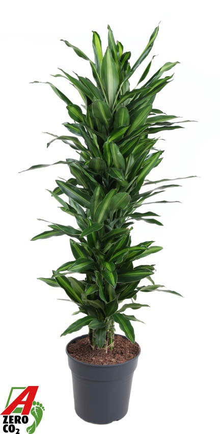 Dracaena fragrans 150cm 31cm Pot