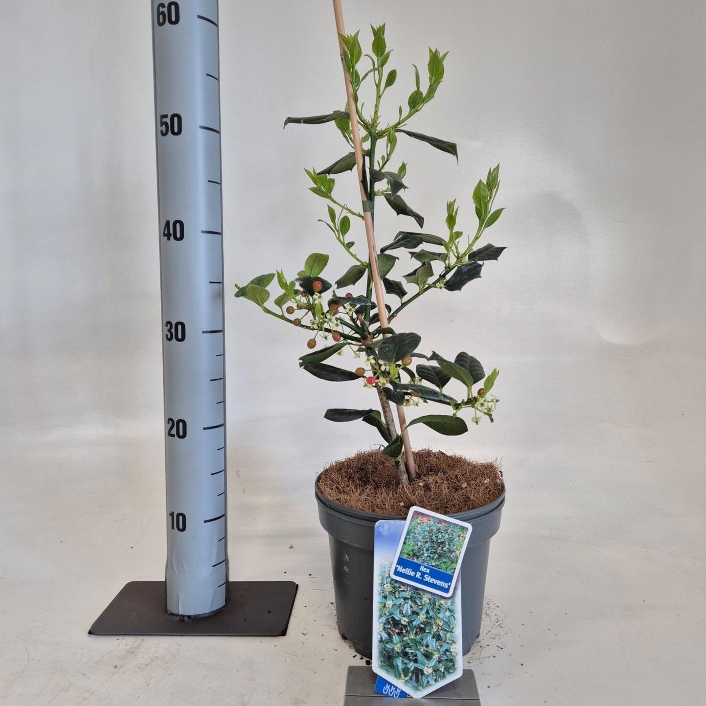 Ilex mix 50cm 19cm Pot