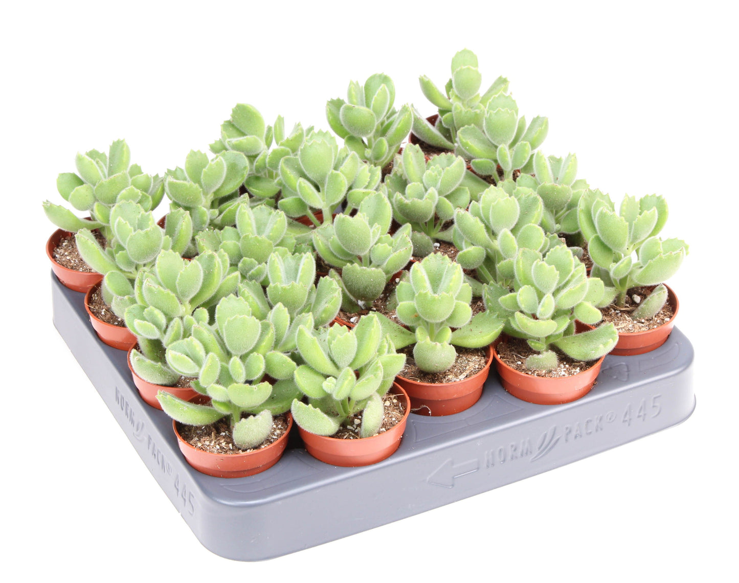 Cotyledon ladysmithiensis 8cm 505cm Pot