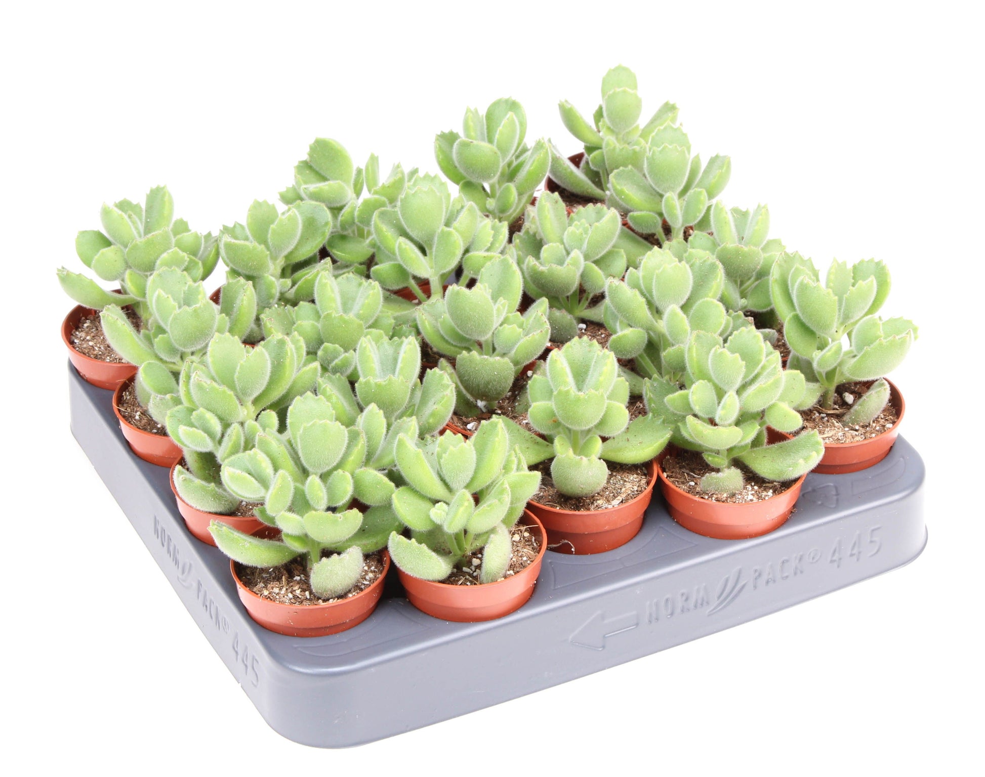 Cotyledon ladysmithiensis 8cm 505cm Pot