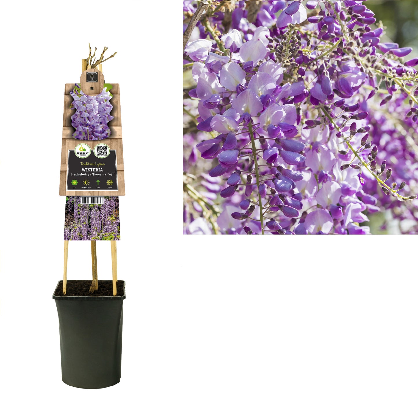 Wisteria brach. ikoyama fuji 75cm 17cm Pot