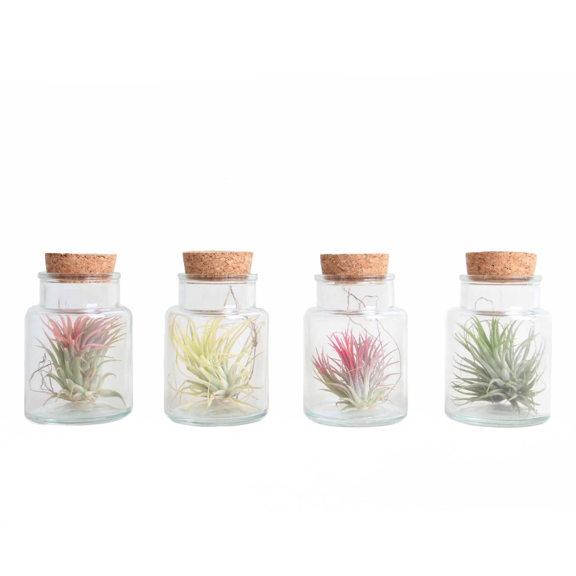 Tillandsia cyanea 5cm 7cm Pot
