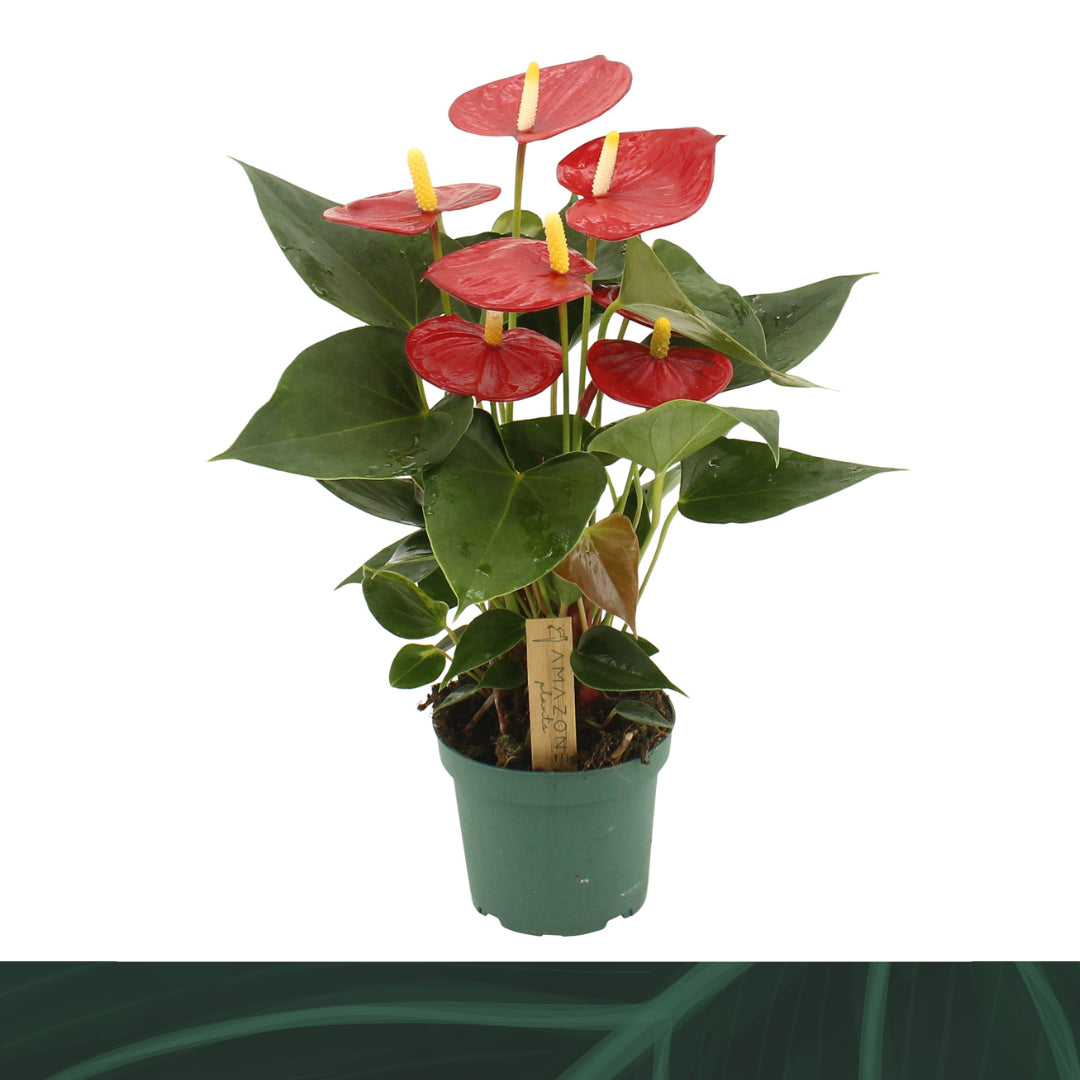 Anthurium Aroha 35cm 12cm Pot