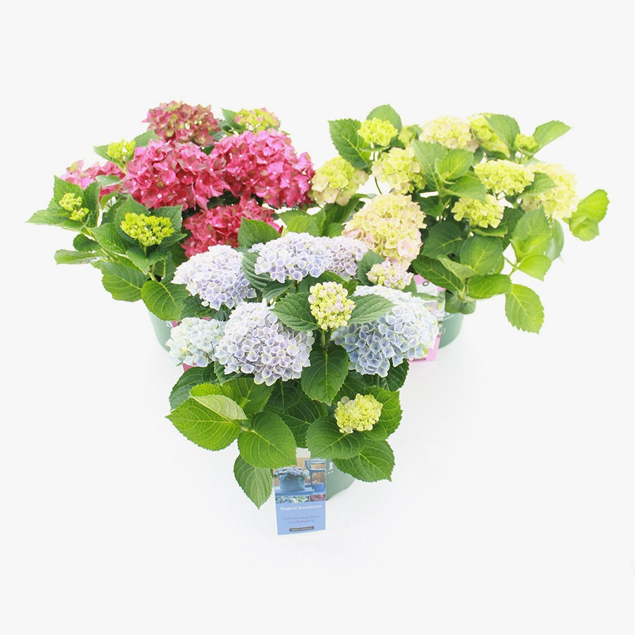 Hydrangea macr. Magical mix 45cm 23cm Pot