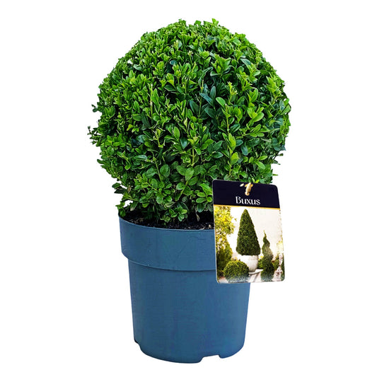Buxus sempervirens ball 40cm 21cm Pot