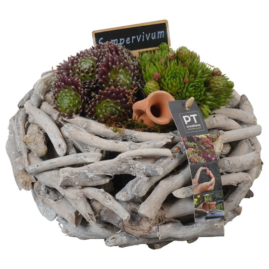 arr. Sempervivum 19cm 25cm Pot