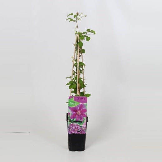 Clematis Dr Ruppel 60cm 14cm Pot