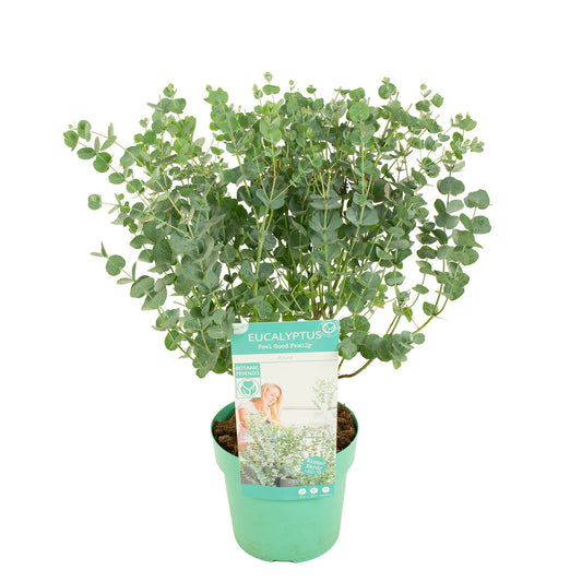 Eucalyptus gunnii Azura 65cm 19cm Pot