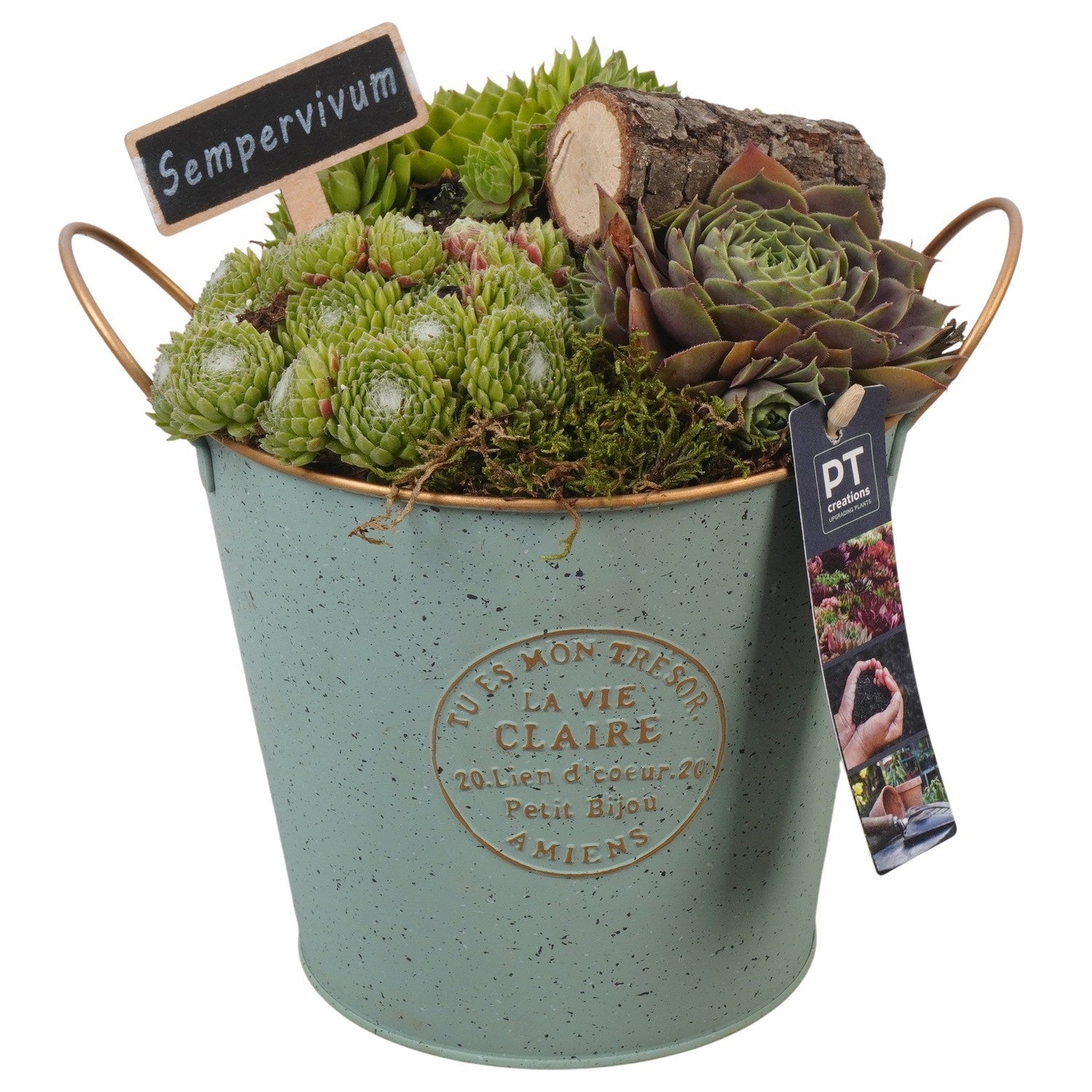 arr. Sempervivum 24cm 18cm Pot