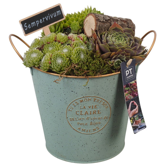arr. Sempervivum 24cm 18cm Pot
