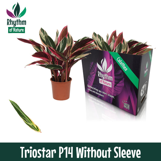 Stromanthe sanguinea triostar 45cm 14cm Pot