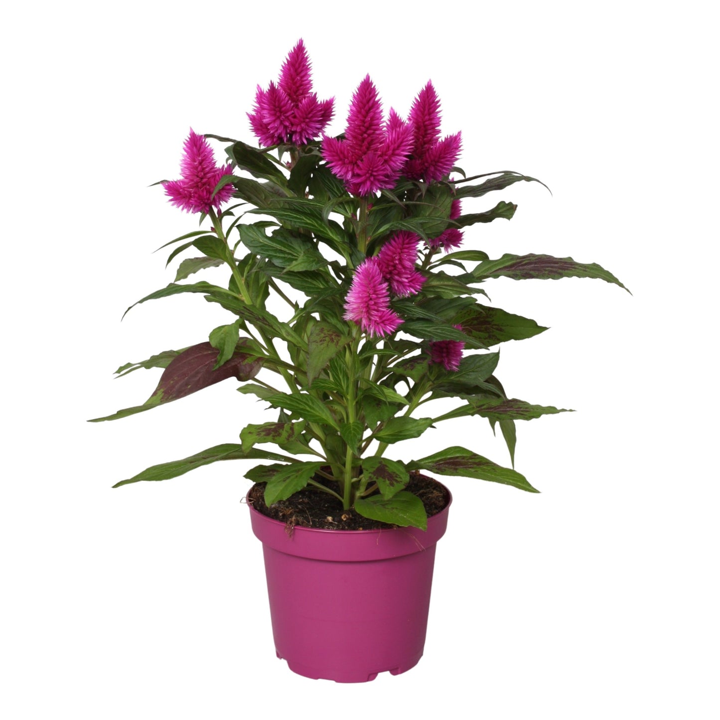 Celosia Deep Purple 32cm 12cm Pot
