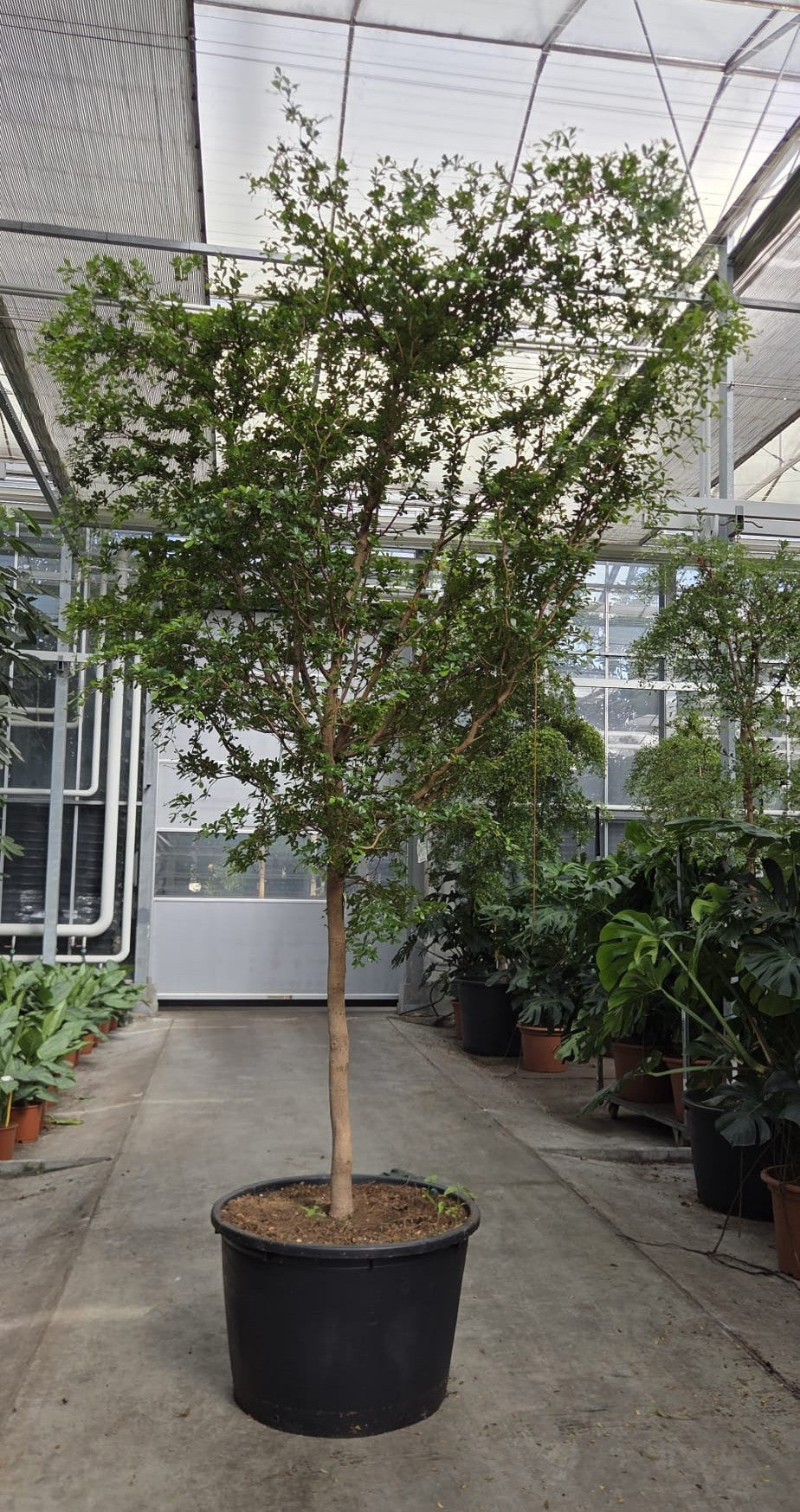 Plants 425cm 85cm Pot
