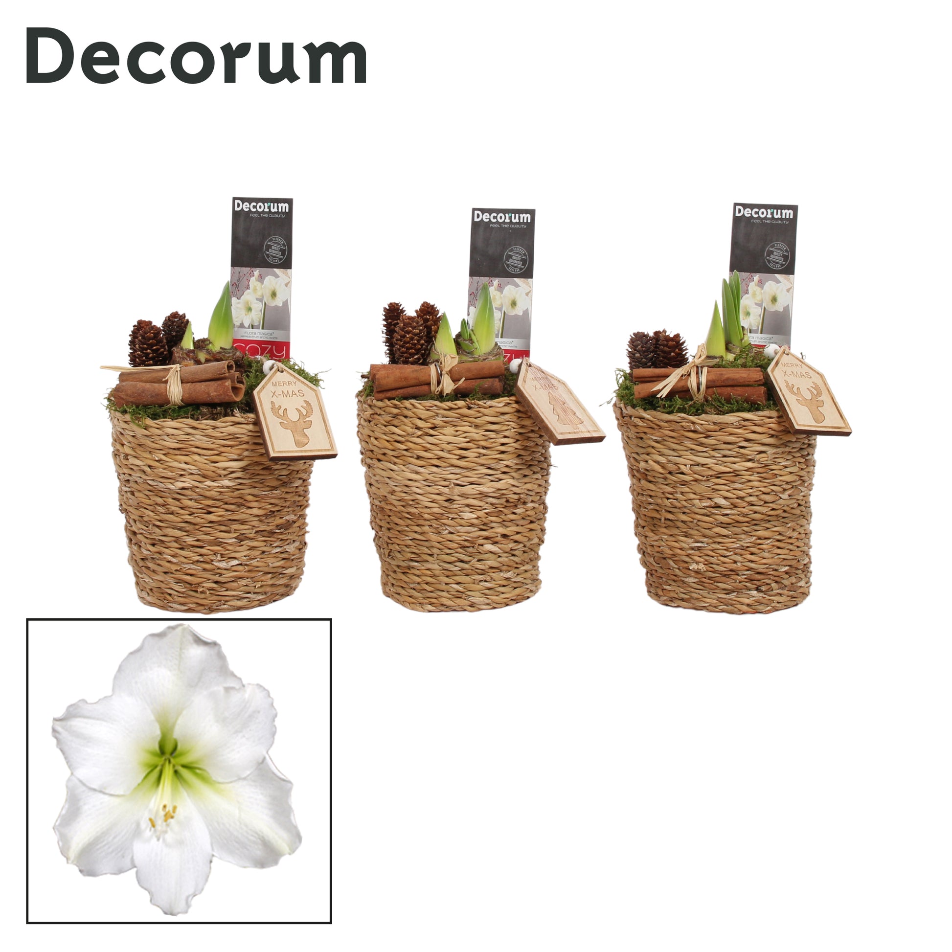 Hippeastrum 25cm 12cm Pot