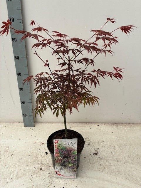 Acer Trompenburg 60cm 19cm Pot