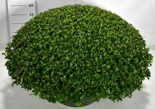 Rhododendron Arabesk 75cm 58cm Pot