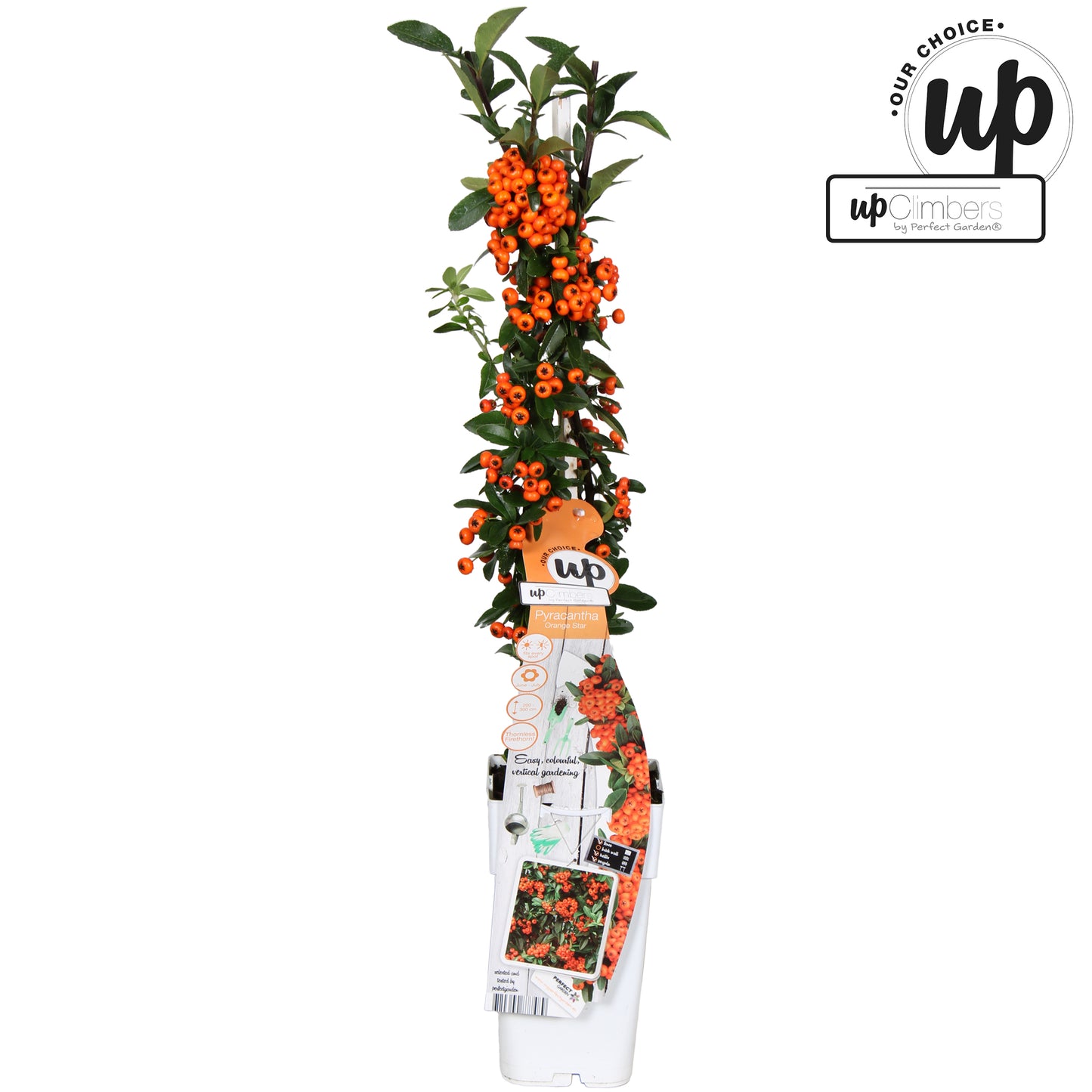 pyracantha-coccinea-orange-star-65cm-15cm-pot