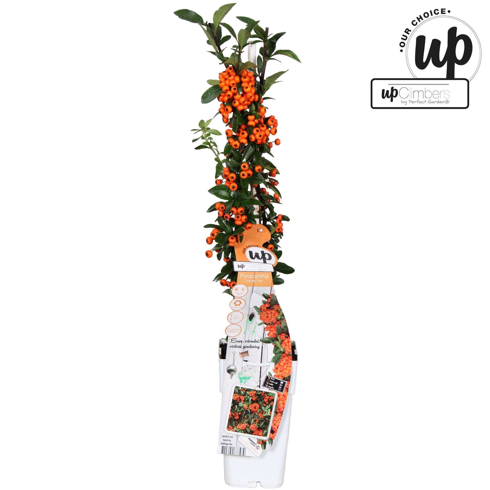 pyracantha-coccinea-orange-star-65cm-15cm-pot