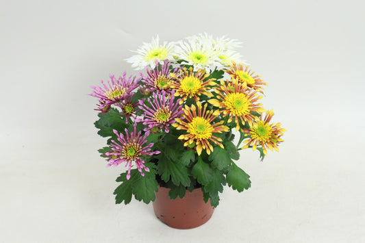 Chrysanthemum Splash Intense carnaval 20cm 12cm Pot