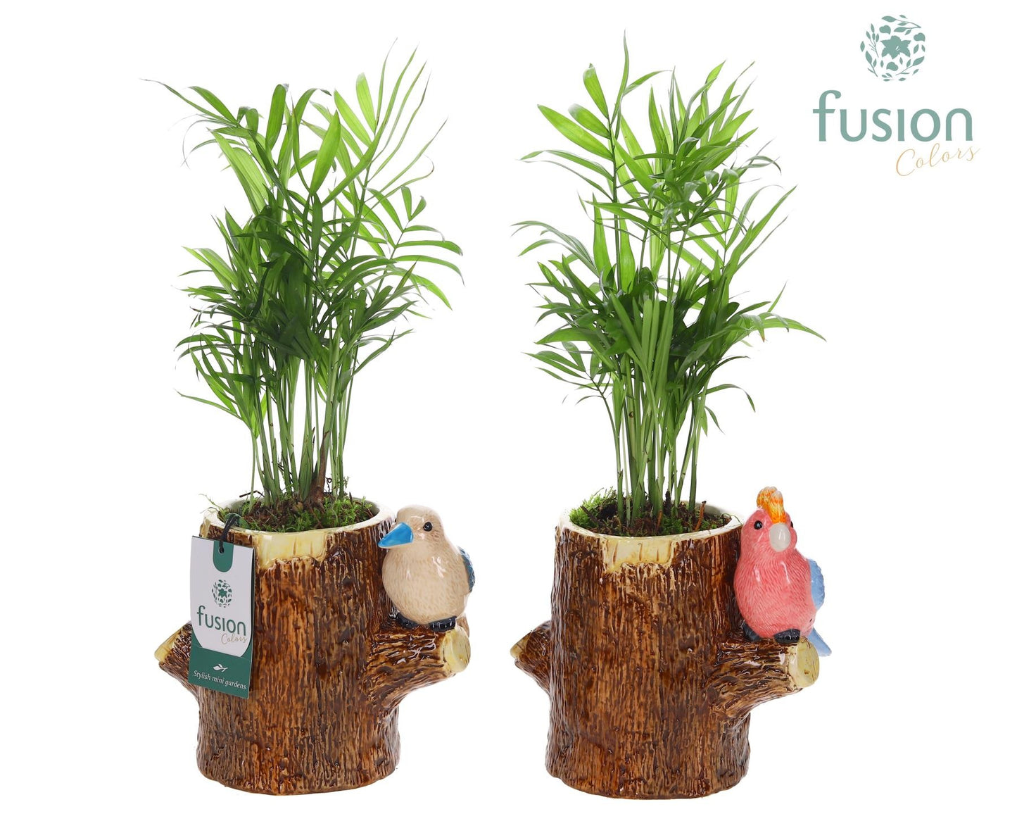 Keramiek boomstam planter met Chamaedorea 43cm 19cm Pot