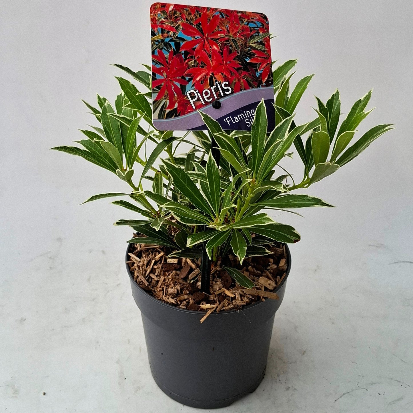 J.C.A.M. van Acht Pieris japonica Flaming Silver Pack of 8