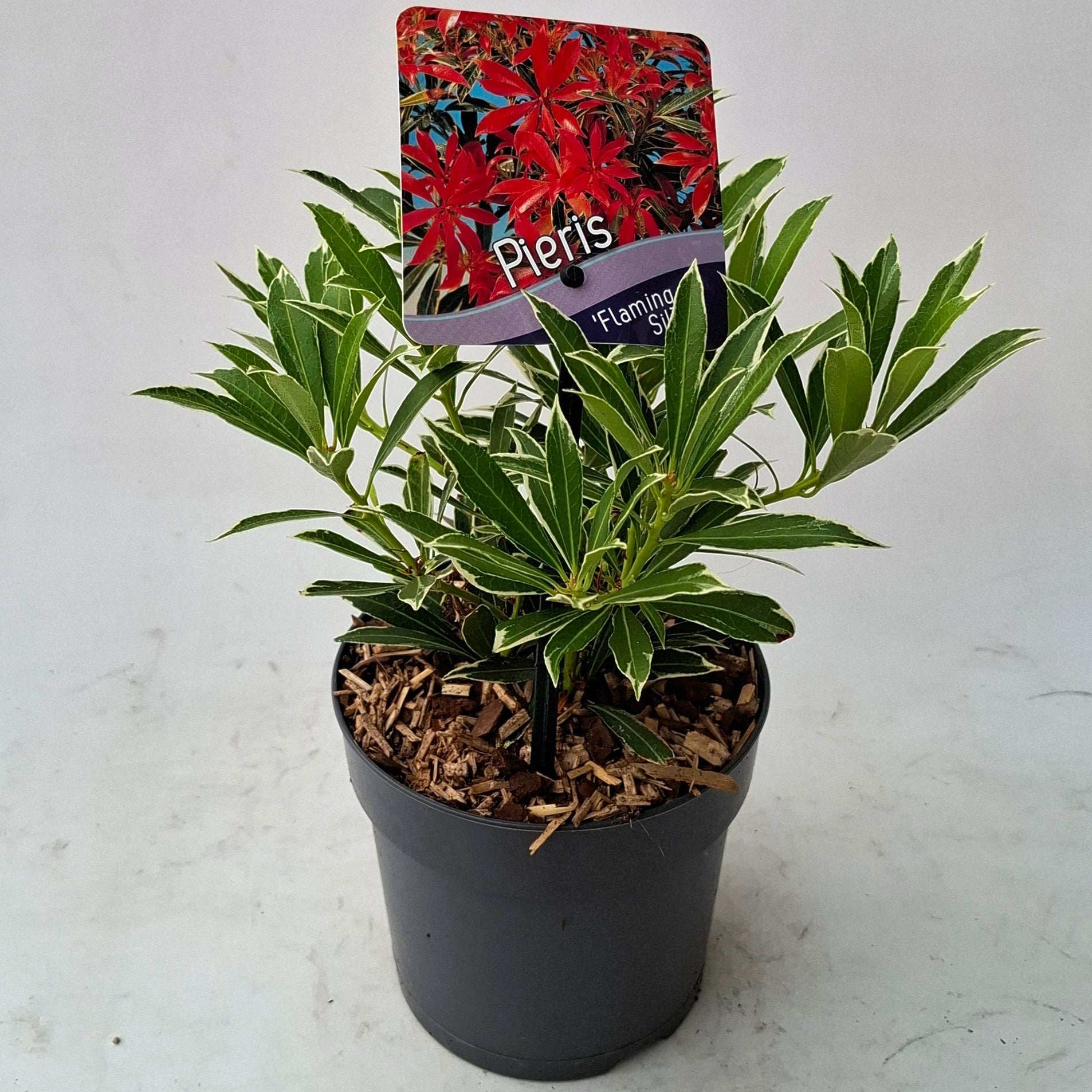 J.C.A.M. van Acht Pieris japonica Flaming Silver Pack of 8