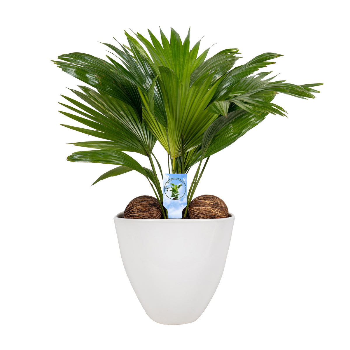 Livistona rotundifolia 55cm 22cm Pot