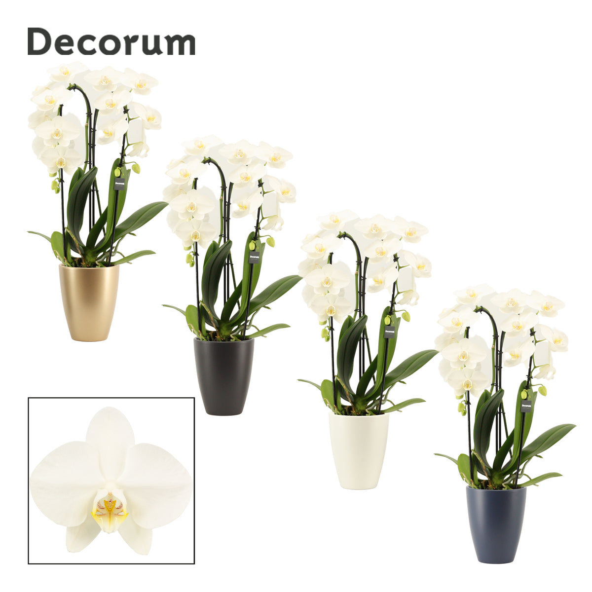 Phalaenopsis white 55cm 12cm Pot