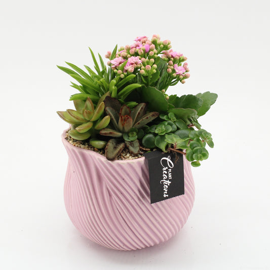 Indoor flowering arrangement 25cm 15cm Pot